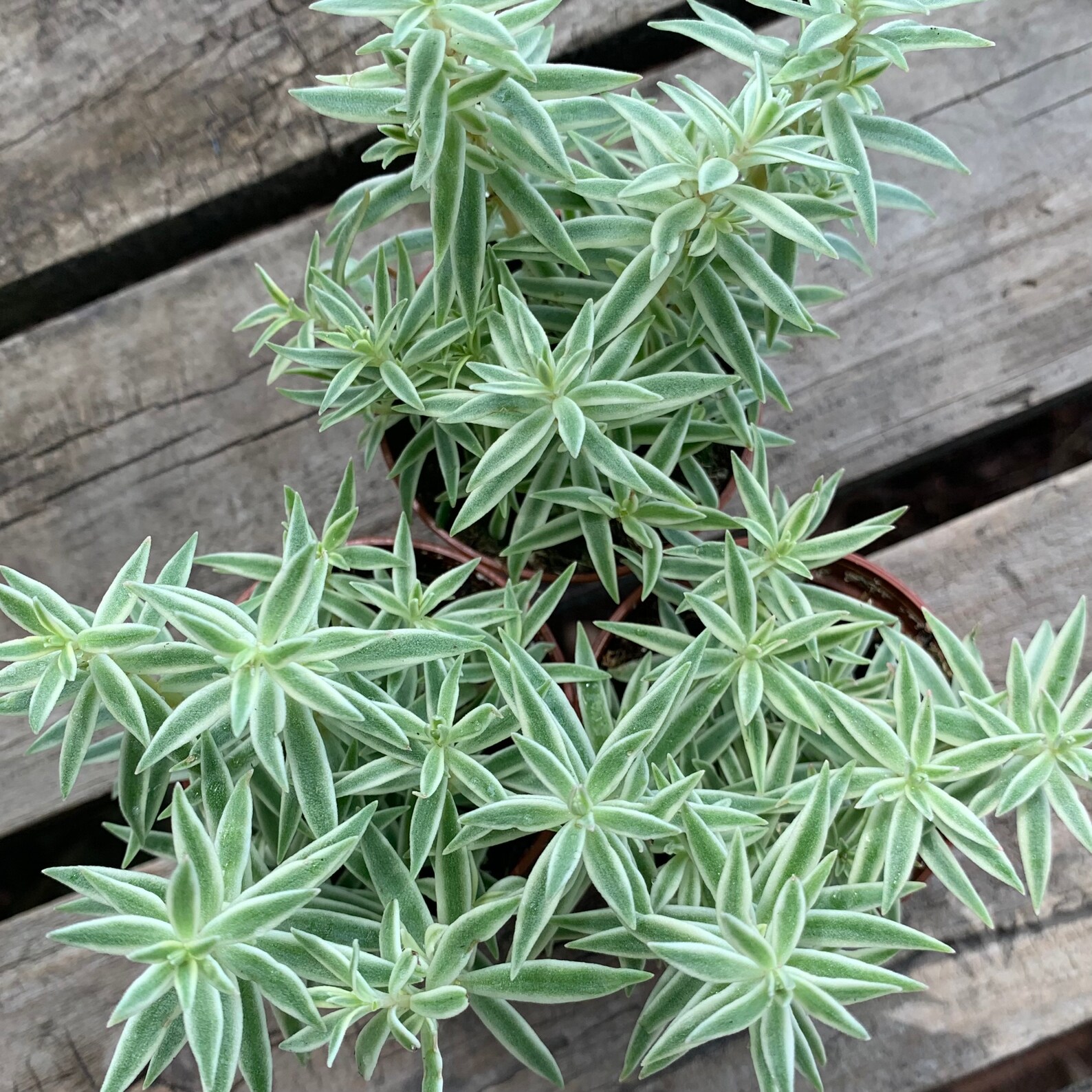 Cream and Green Carpet Sedum 2.5'' Pot Sedum Etsy
