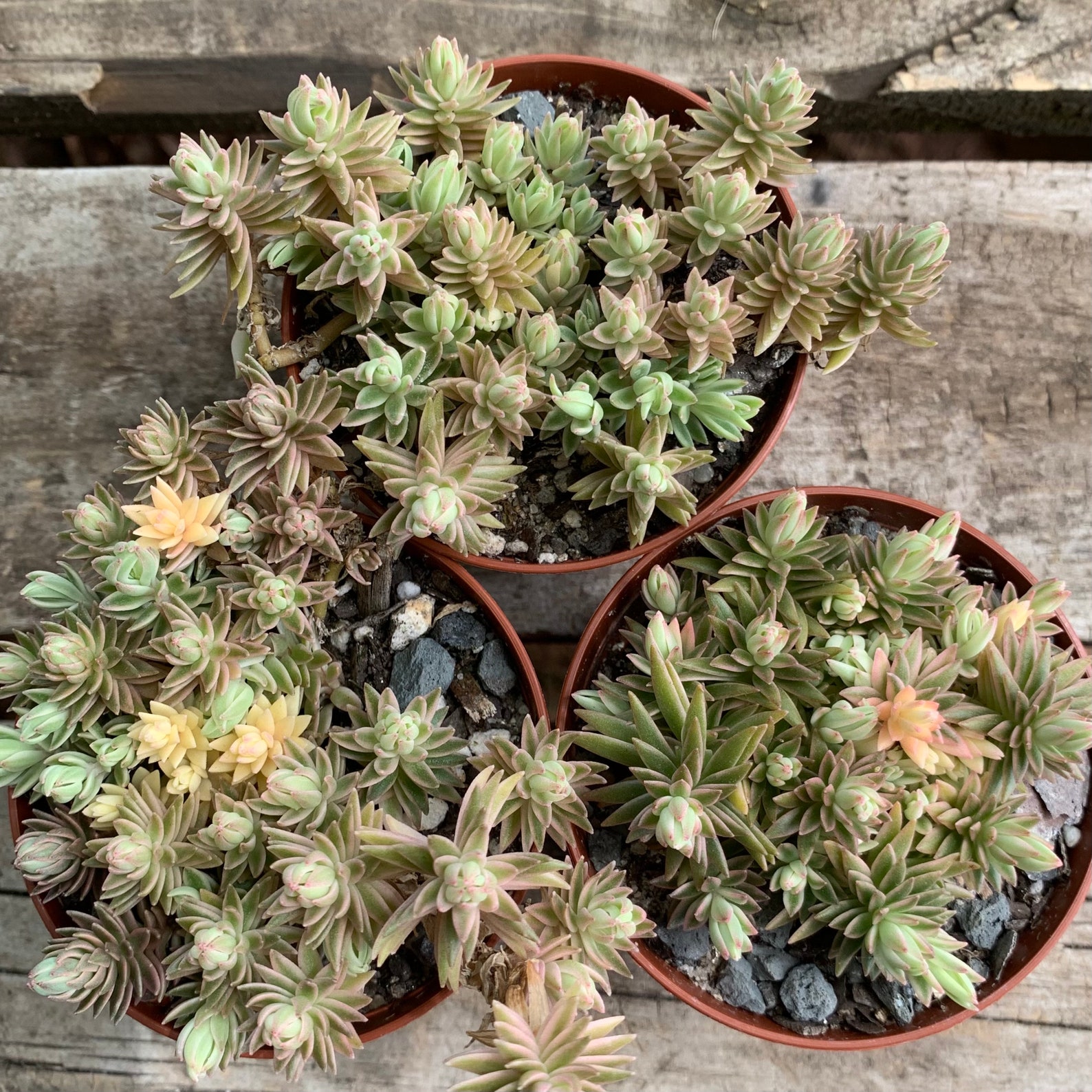 Sedum Cream and Green Carpet 3'' Pot Sedum Etsy