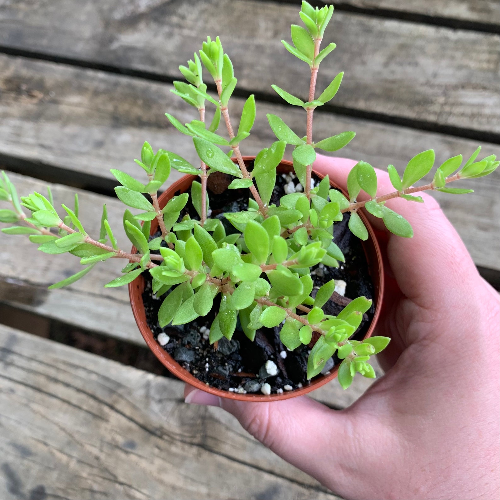 Star Sedum
