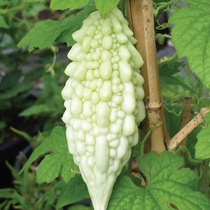 Bitter gourd seeds/ Bitter melon/ Karela/ Balsam apple -pear 30+ seeds Sri lanka 100% original and fresh *** premium quality ***