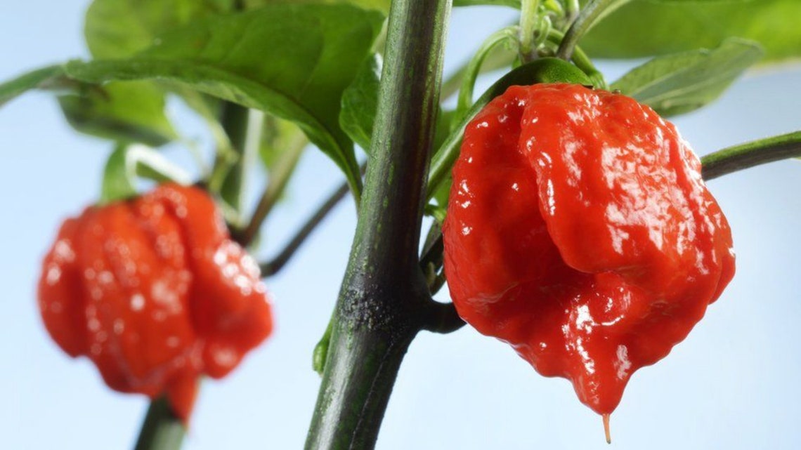 carolina reaper pepper price carolina reaper pepper price