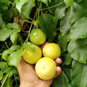 Passion Obstsamen 50+ Bio Gelb Passion FruchtSamen Süßer Fruchtsaft Garten Zwerg mit schöner Blume