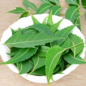 500+ Neem Leaves Dried Neem Leaf Dried Neem Leaves Fresh Neem Leaves  SRI LANKAN 100% pure organic ***premium quality ***