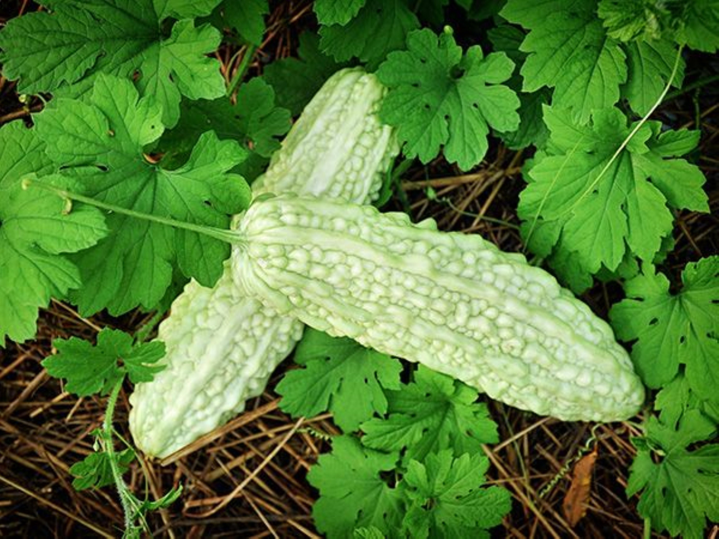 bitter-gourd-seeds-bitter-melon-karela-balsam-apple-pear-etsy-uk