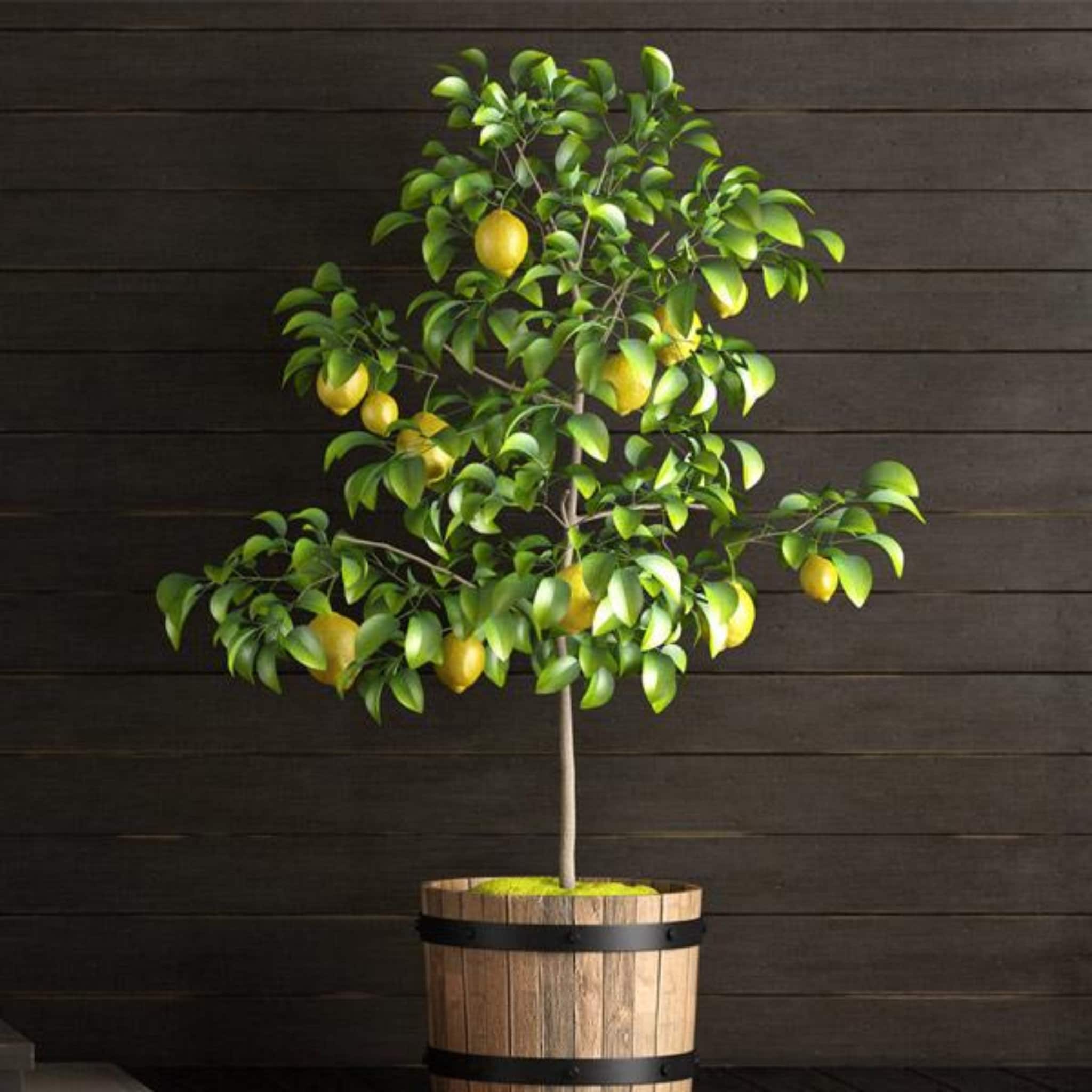 10 Lemon Tree Seeds Relic Lime Potted Plant Rare Fruit Home Garden