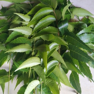 Neem Leaves Dried Neem Leaf Dried Neem Leaves Fresh Neem Leaves  SRI LANKAN 100% pure organic ***premium quality ***