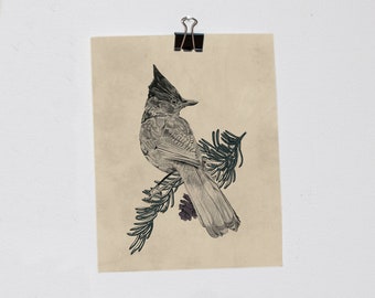 Stellar&#39;s Jay 8&quot; x 10&quot; Print