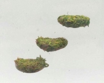 Mini mensole con muschio, gradini e ripiani: accessori decorativi magnetici per terrari di rettili e ragni.