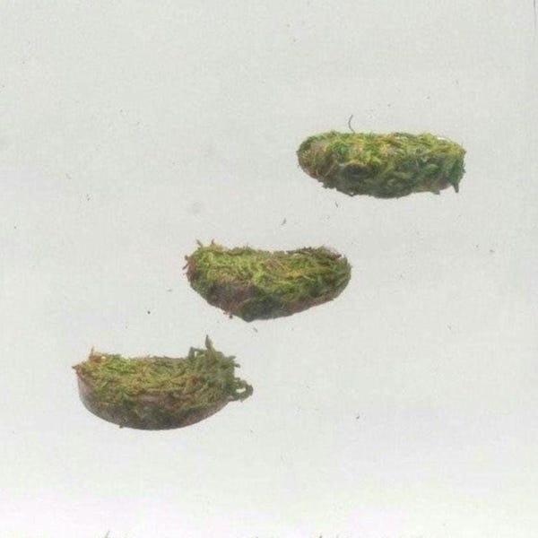 Mini Moss Ledges Steps Shelves: Magnetic Spider Reptile Terrarium Enclosure Decoration Accessories