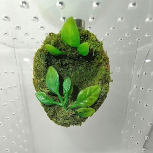 Half Walnut Bed Hide Hammock: Magnetic Reptile Terrarium Enclosure Decorations Accessories