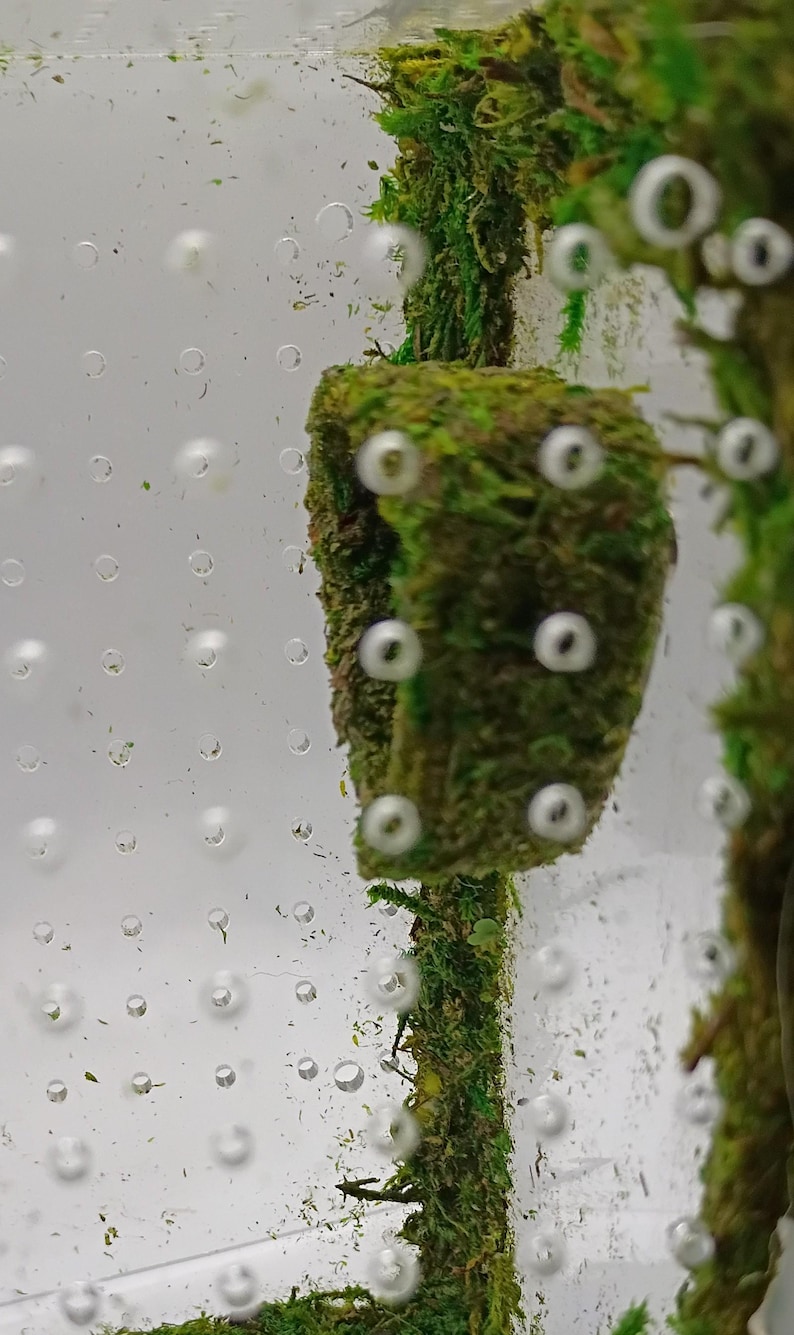 May include: Close-up of a terrarium with a moss-covered structure and small, white, circular objects. The moss is a vibrant green, and the background is a clear, textured surface with numerous bubbles. The overall theme is nature and terrarium design.