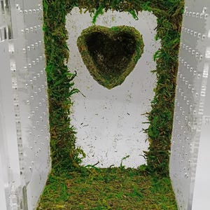 May include: A clear acrylic terrarium with a heart-shaped moss feature suspended in the center. The interior is lined with green moss, creating a naturalistic environment. The terrarium has small ventilation holes.