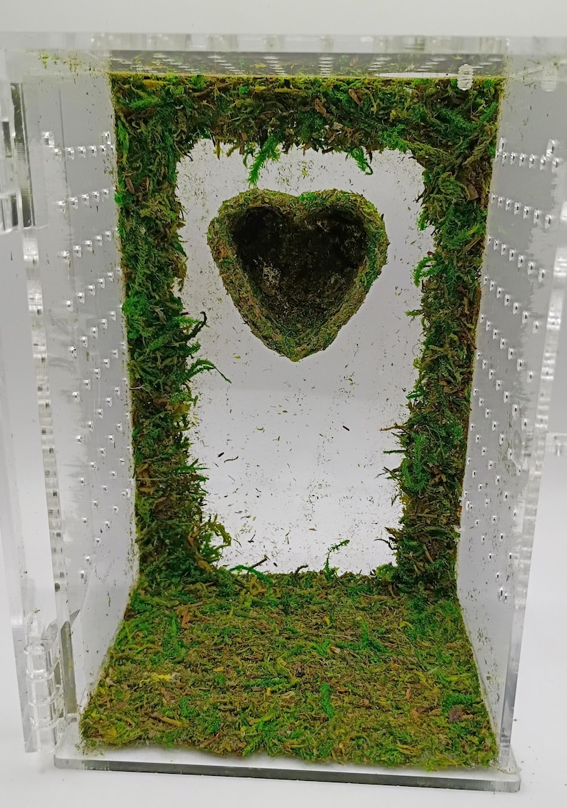 May include: A clear acrylic terrarium with a heart-shaped moss feature suspended in the center. The interior is lined with green moss, creating a naturalistic environment. The terrarium has small ventilation holes.