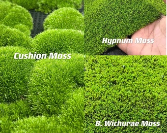 Live Clean and High quality planted Sheet Moss & Cushion Moss for Terrarium and Gardens *Cultivated Moss *