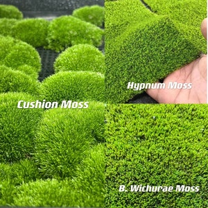 Live Clean and High quality planted Sheet Moss & Cushion Moss for Terrarium and Gardens Cultivated Moss image 1