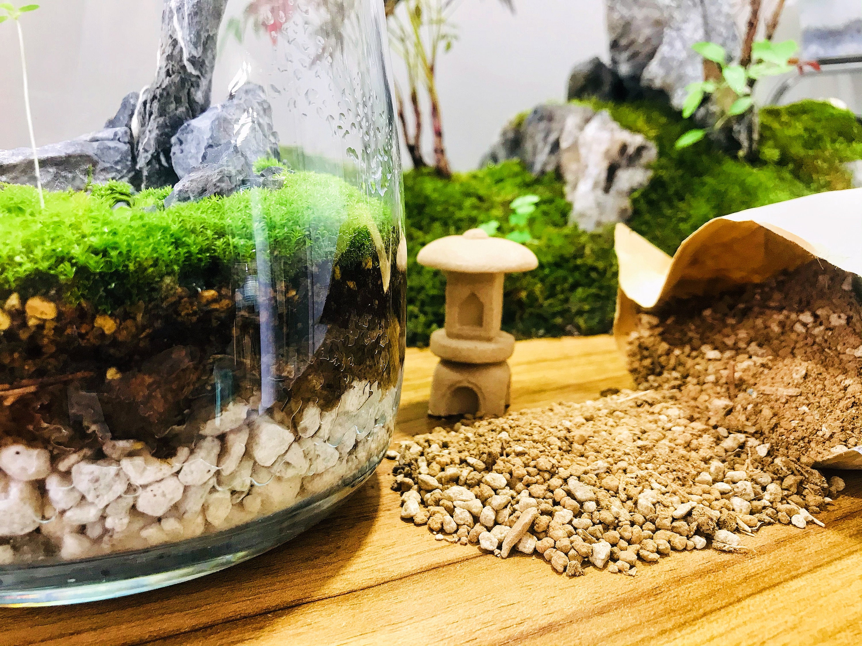 Premium Moss Growing Soil Mix terrarium Soil Mix house Etsy