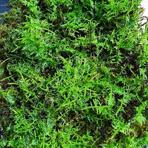 Live Clean and High quality planted Sheet Moss & Cushion Moss for Terrarium and Gardens Cultivated Moss Fern moss(2sheet/box