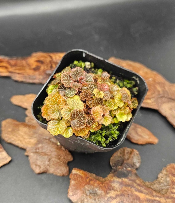 Micro Strawberry Begonia (saxifraga Stolonifera) - Etsy Hong Kong
