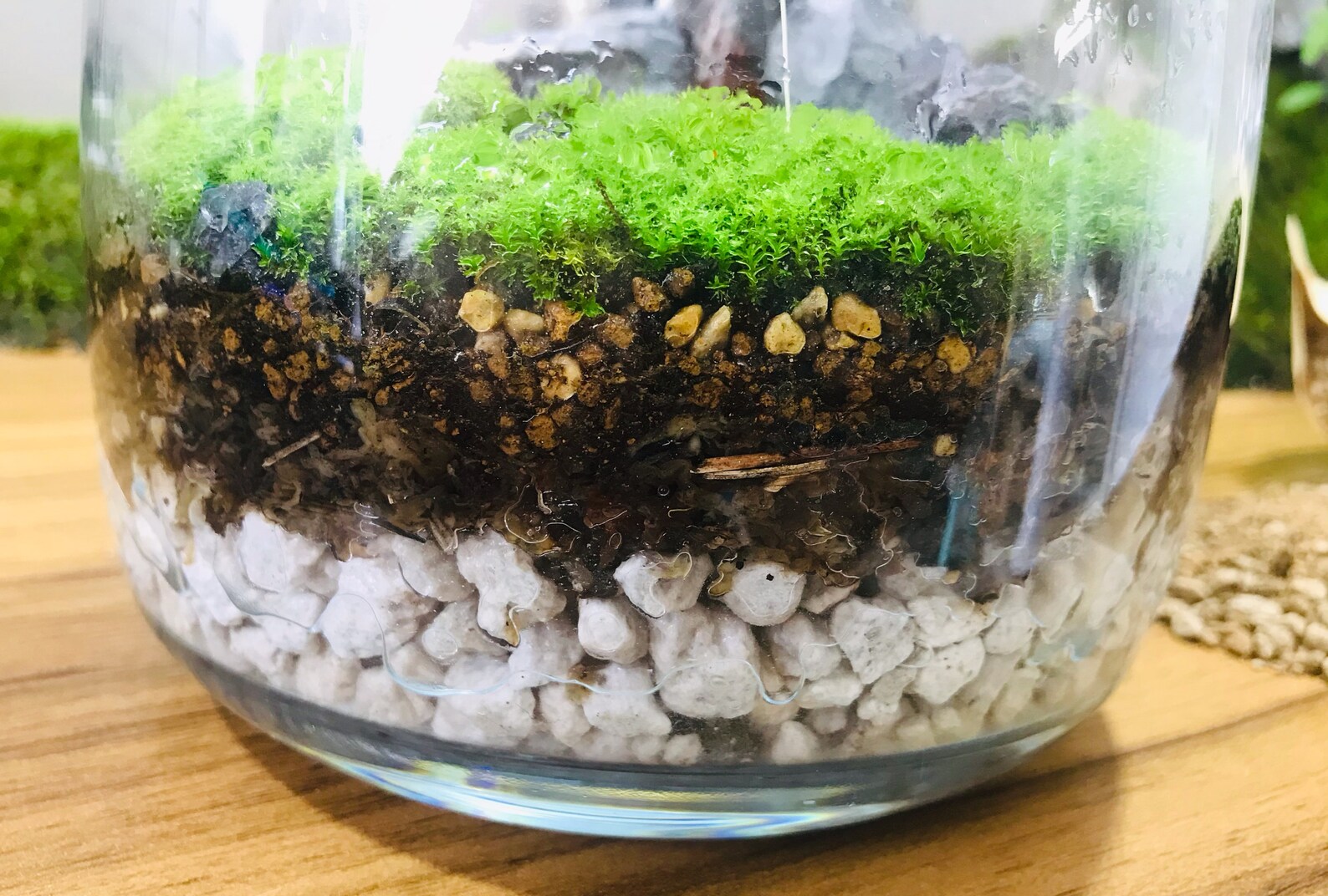Premium Moss Growing Soil Mix Terrarium Soil Mix House Etsy