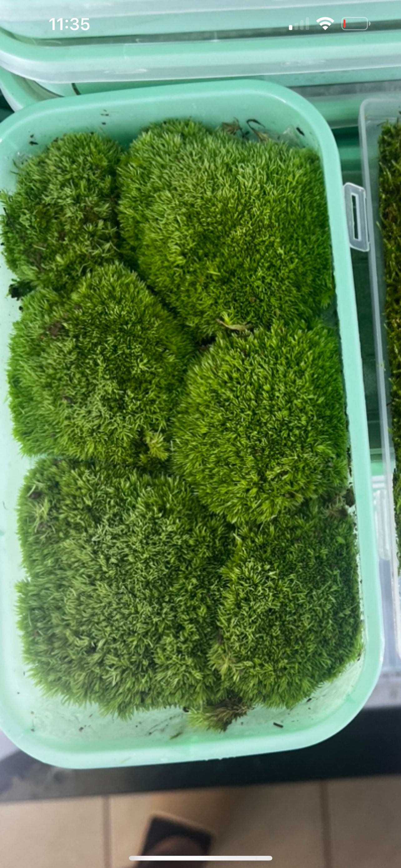 Live Clean and High quality planted Sheet Moss & Cushion Moss for Terr –  Moss Design Gallery