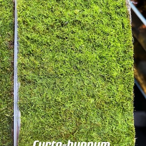 Live Clean and High quality planted Sheet Moss & Cushion Moss for Terrarium and Gardens Cultivated Moss Cyrto-hypnum 4sheets