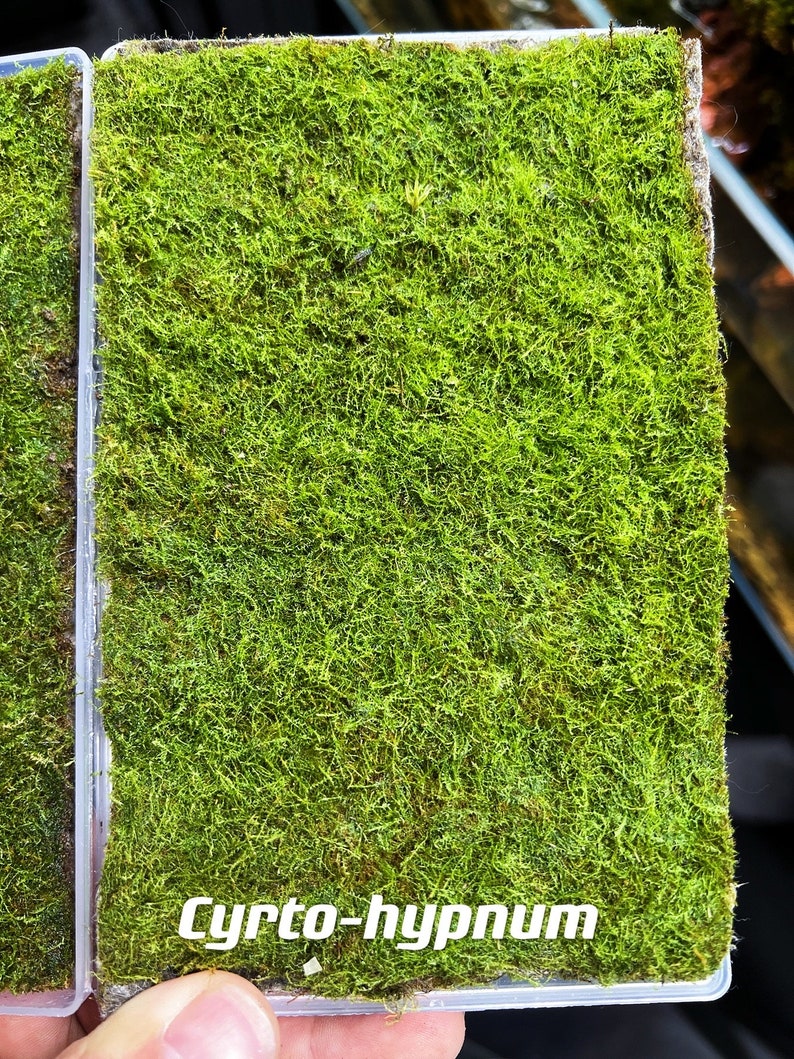 Live Clean and High quality planted Sheet Moss & Cushion Moss for Terrarium and Gardens Cultivated Moss Cyrto-hypnum 4sheets
