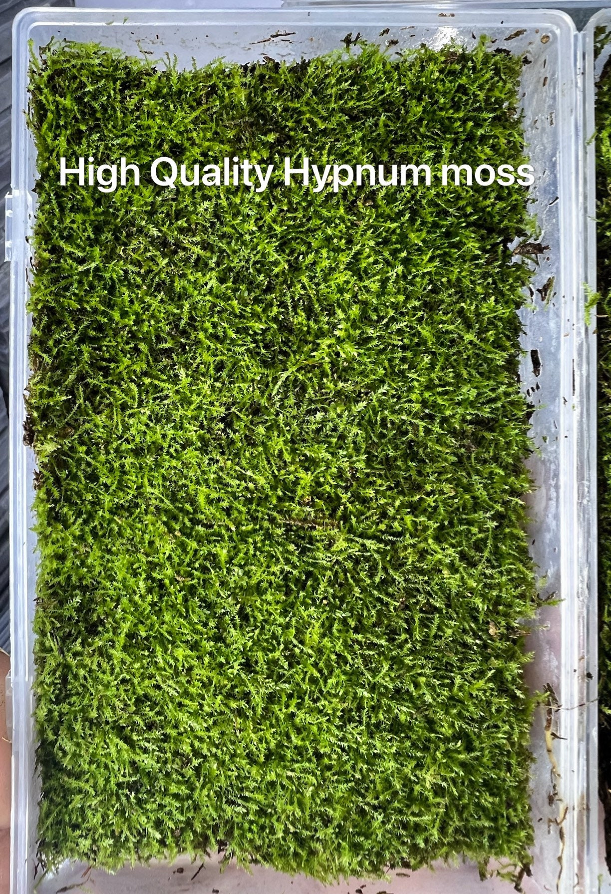 Moss For Plants: What It Is & How To Maintain It — Plant Care Tips
