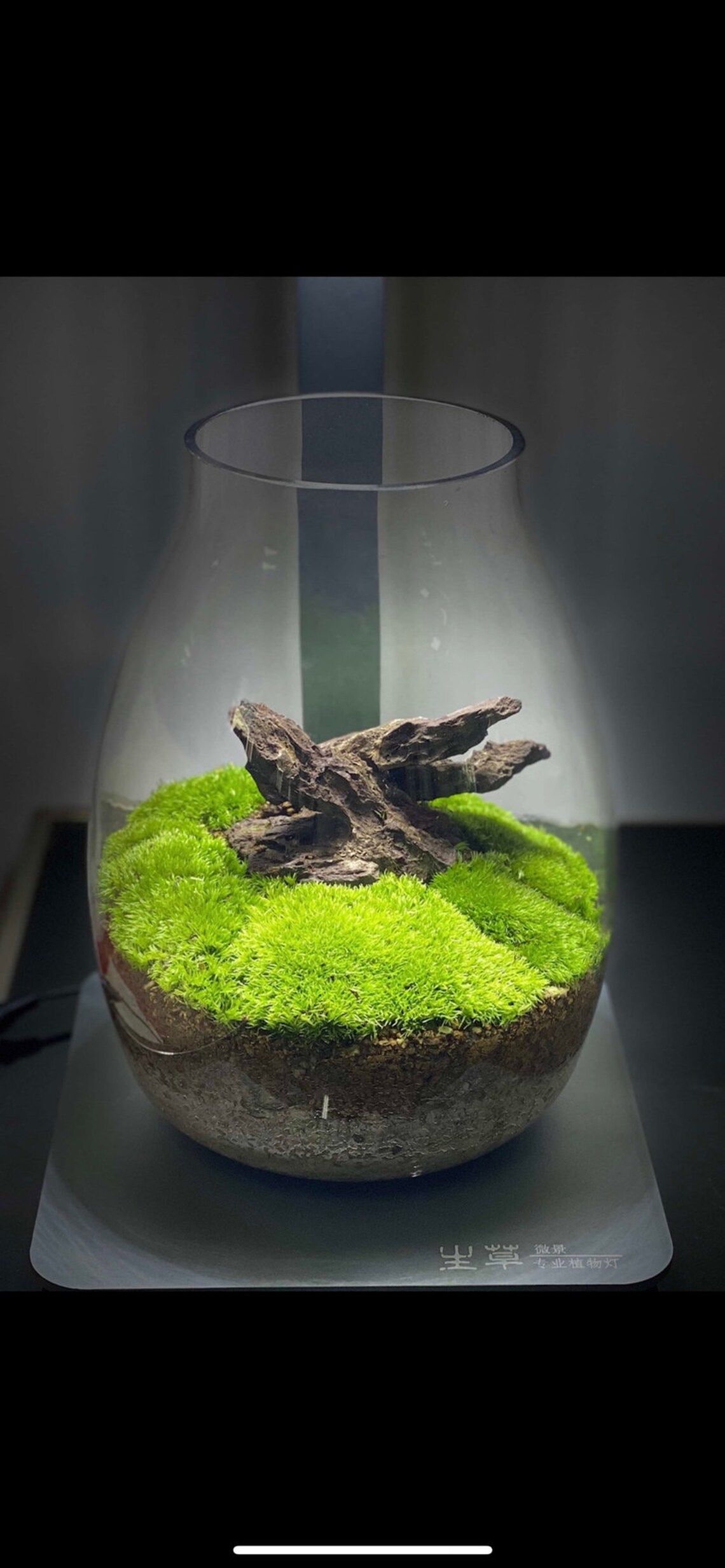 Premium Moss Growing Soil Mix terrarium Soil Mix house Etsy