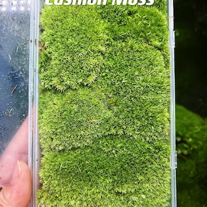 Live Clean and High quality planted Sheet Moss & Cushion Moss for Terrarium and Gardens Cultivated Moss Cushion moss Large