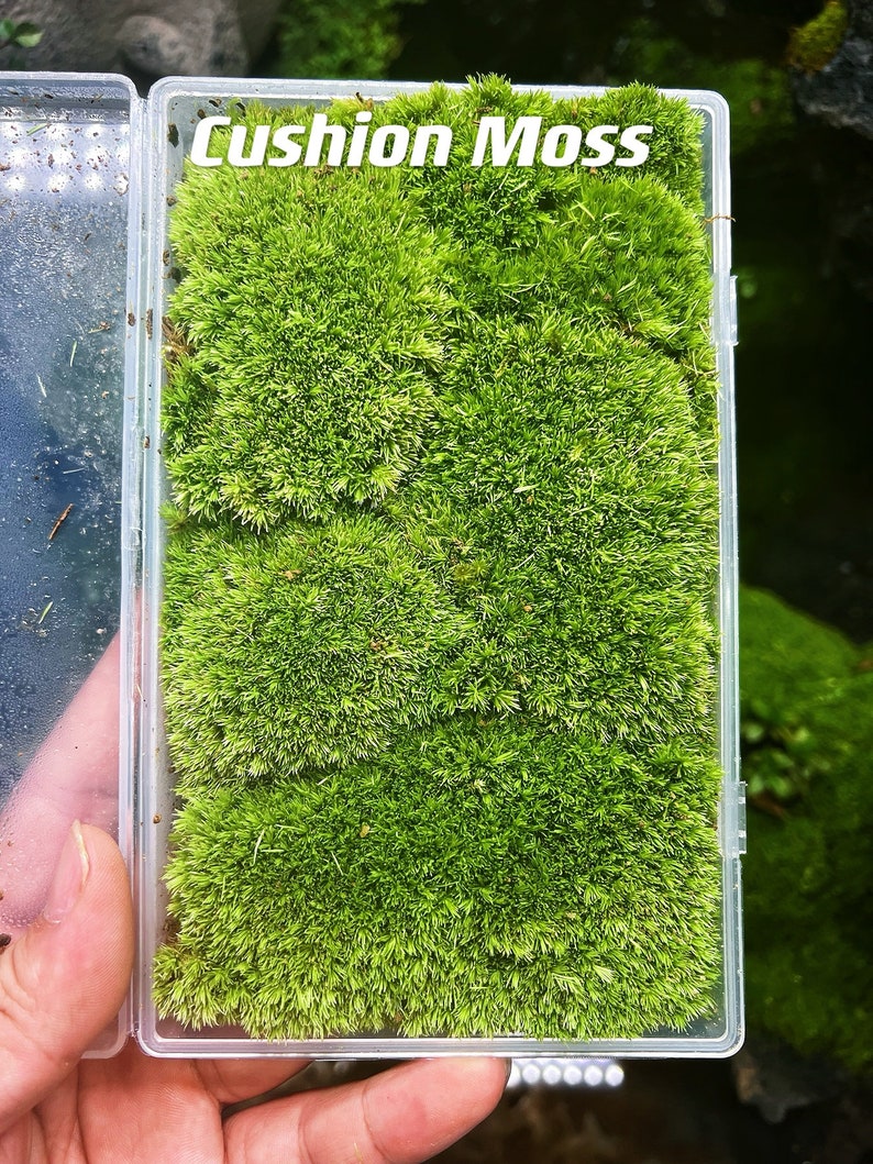 Live Clean and High quality planted Sheet Moss & Cushion Moss for Terrarium and Gardens Cultivated Moss Cushion moss Large