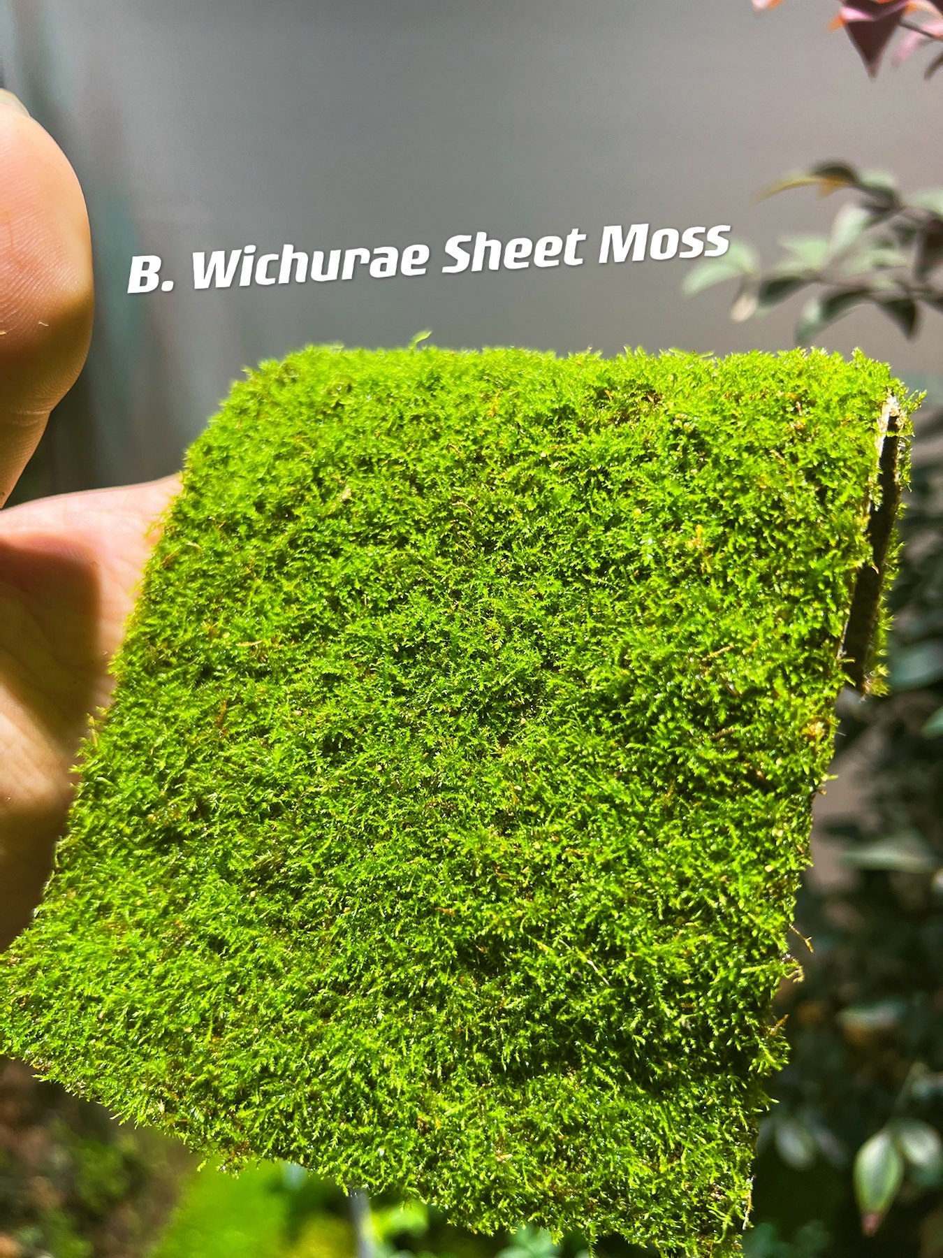 Live Sheet Moss, 40x25x10 (4 layers), Flat moss, SYBASoil, Terrarium  moss, Carpet moss, Moss For Plants