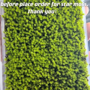 Live Clean and High quality planted Sheet Moss & Cushion Moss for Terrarium and Gardens Cultivated Moss image 5