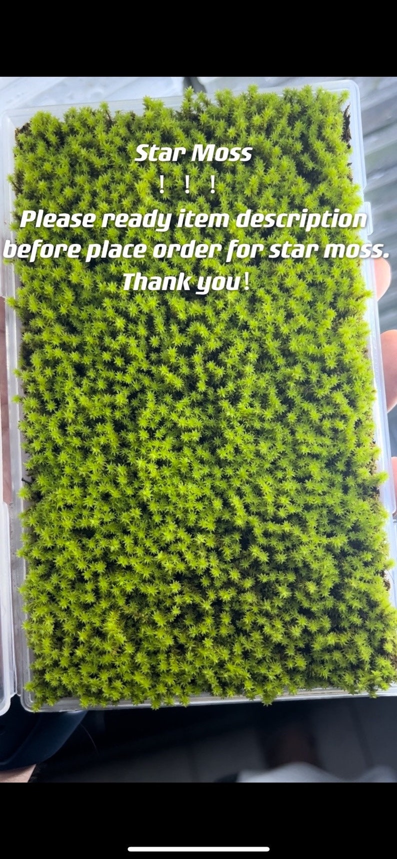 Live Clean and High quality planted Sheet Moss & Cushion Moss for Terrarium and Gardens Cultivated Moss image 5