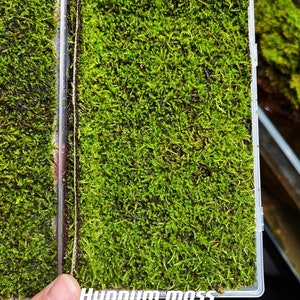 Live Clean and High quality planted Sheet Moss & Cushion Moss for Terrarium and Gardens Cultivated Moss HQ Hypnum4sheet/box