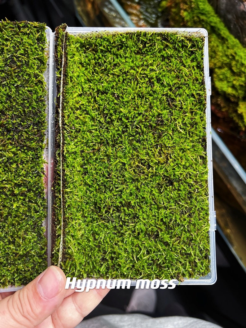 Live Clean and High quality planted Sheet Moss & Cushion Moss for Terrarium and Gardens Cultivated Moss HQ Hypnum4sheet/box