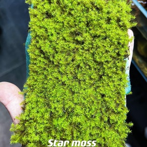 Live Clean and High quality planted Sheet Moss & Cushion Moss for Terrarium and Gardens Cultivated Moss Star moss(2sheet/box