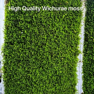 Live Clean and High quality planted Sheet Moss & Cushion Moss for Terrarium and Gardens Cultivated Moss HQWichurae4sheet/box