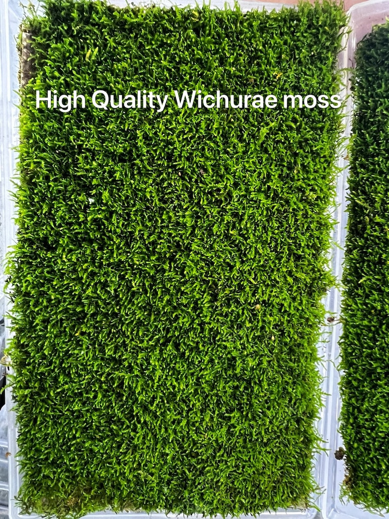 Live Clean and High quality planted Sheet Moss & Cushion Moss for Terrarium and Gardens Cultivated Moss HQWichurae4sheet/box