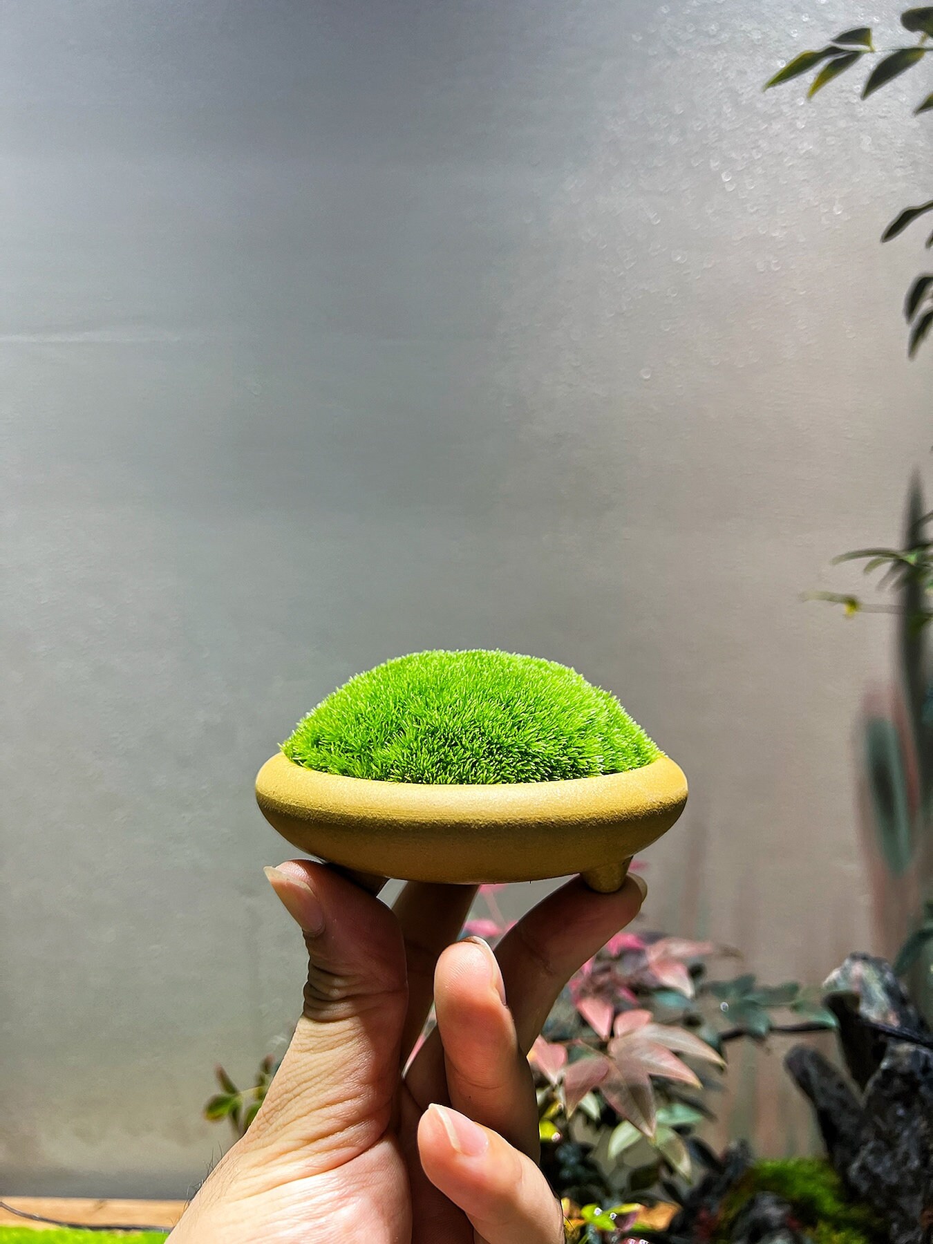 Premium Moss Growing Soil Mix terrarium Soil Mix house Etsy