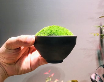 Live moss *Cushion moss cup *Jianzhan Tea cup *Mini Terrarium pot *Underglaze