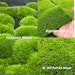Live Clean and High quality planted Sheet Moss & Cushion Moss for Terrarium and Gardens *Cultivated Moss * 
