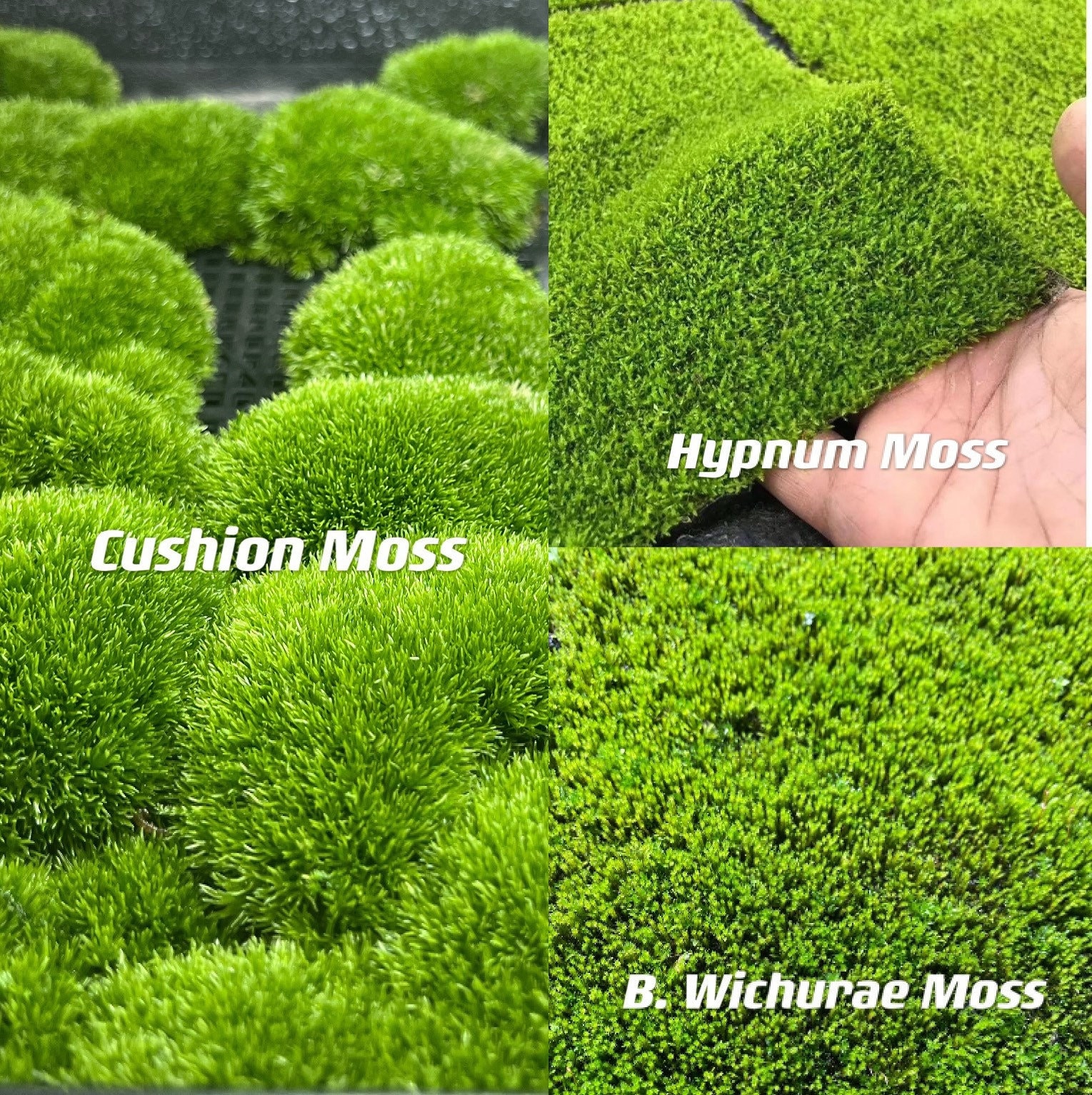 Buy Rock Cap Moss Online  Freshly Harvested Live Moss