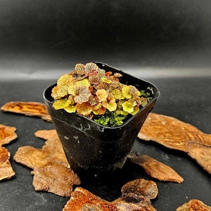 Micro Strawberry Begonia (Saxifraga stolonifera)