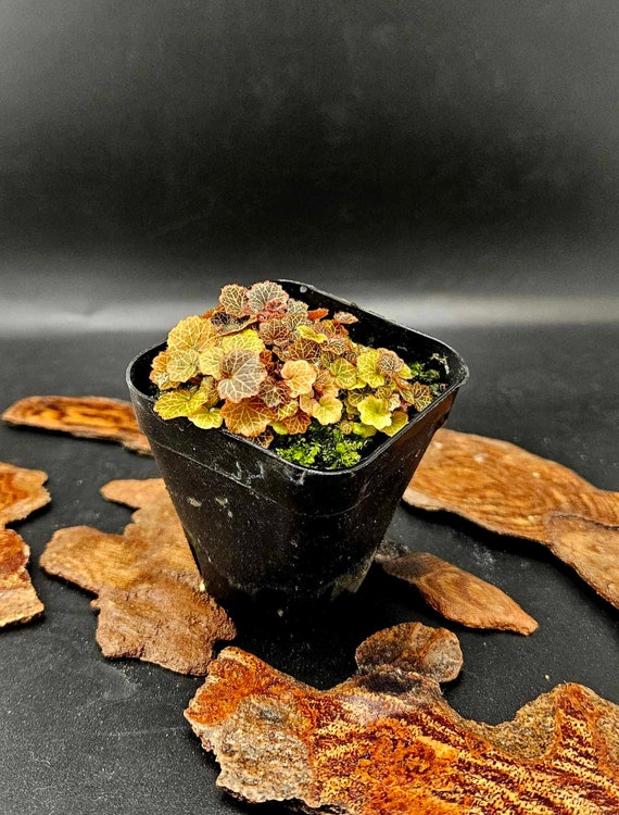 Micro Strawberry Begonia (saxifraga Stolonifera) - Etsy Hong Kong