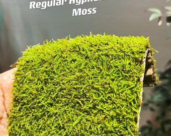 Live Sheet Moss, 40x25x10 (4 layers), Flat moss, SYBASoil, Terrarium  moss, Carpet moss, Moss For Plants