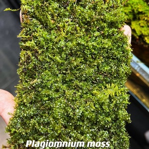 Live Clean and High quality planted Sheet Moss & Cushion Moss for Terrarium and Gardens Cultivated Moss Plagiomnium 2sheets