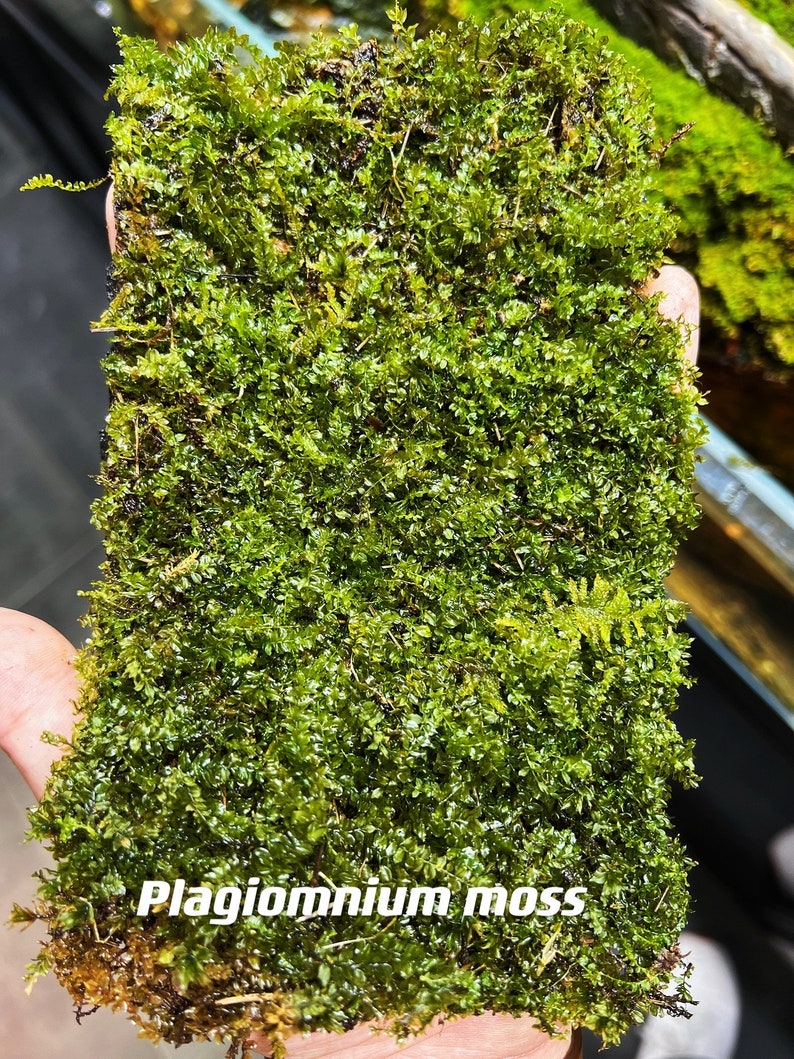 Live Clean and High quality planted Sheet Moss & Cushion Moss for Terrarium and Gardens Cultivated Moss Plagiomnium 2sheets