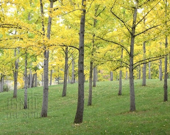 May include: A grove of tall trees with vibrant yellow autumn leaves standing on a gentle green grassy slope. The trunks are grey and textured. The text IGNITE THE SOUL COM is visible in the lower left area of the image, overlaid on the grass.