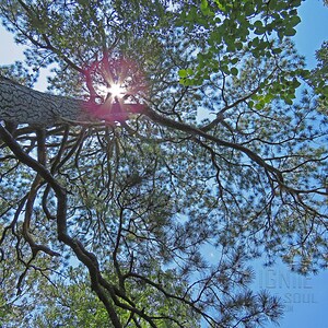 Op de afbeelding: Een opwaartse blik op een boom met een dikke stam en vele takken, sommige met groene naalden. De zon schijnt fel door de takken en creëert een sterrenuitbarsting. De lucht is helderblauw.