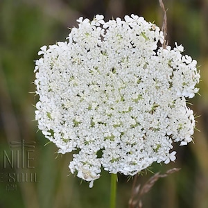 May include: A white Queen Anne's lace flower head with a complex, umbrella-like cluster of tiny petals on a green stem. The text "IGNITE THE SOUL .COM" is visible in the lower left corner, featuring a small dragonfly icon above the word IGNITE.